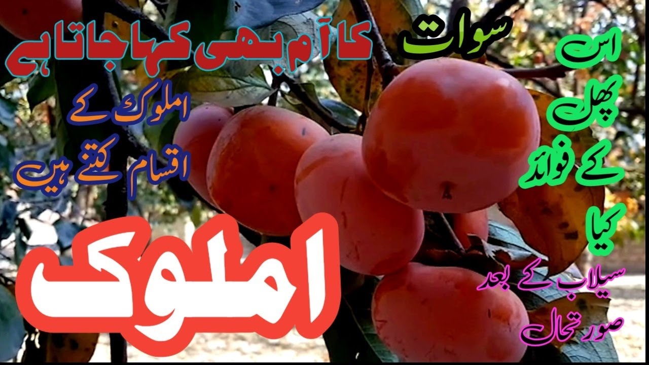 Persimmon Gardens | How Many Types of Amlok are produced in Swat Valley | Japani Phal | Sherin Zada