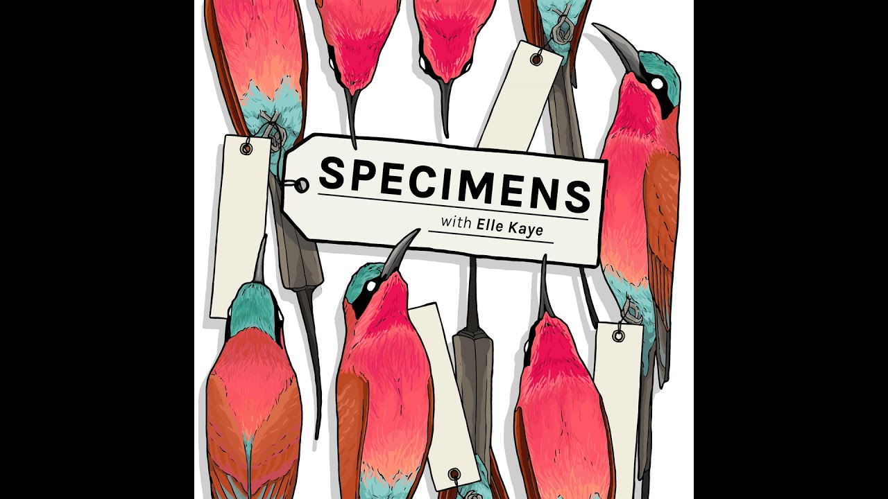 Dan O'Neill - BBC Wildlife Filmmaker