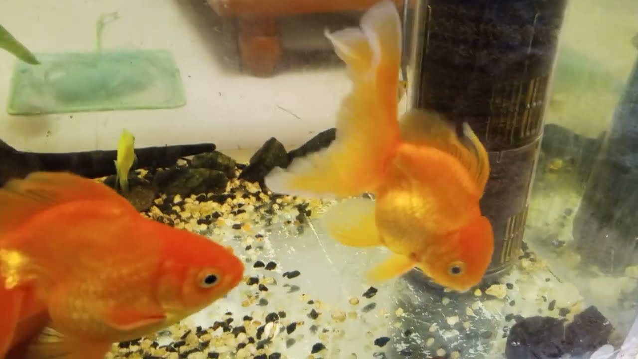 මගේ ඔක්කොම මාළු