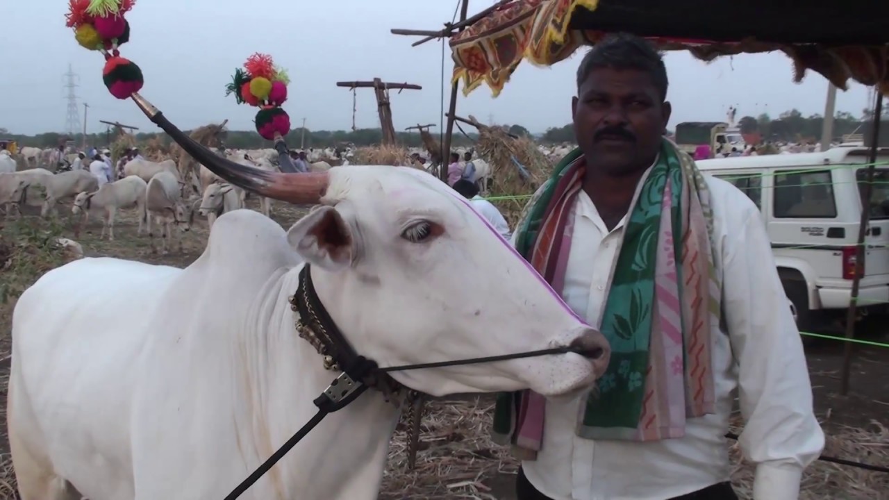 Beautiful khillari cow for sale at Horti