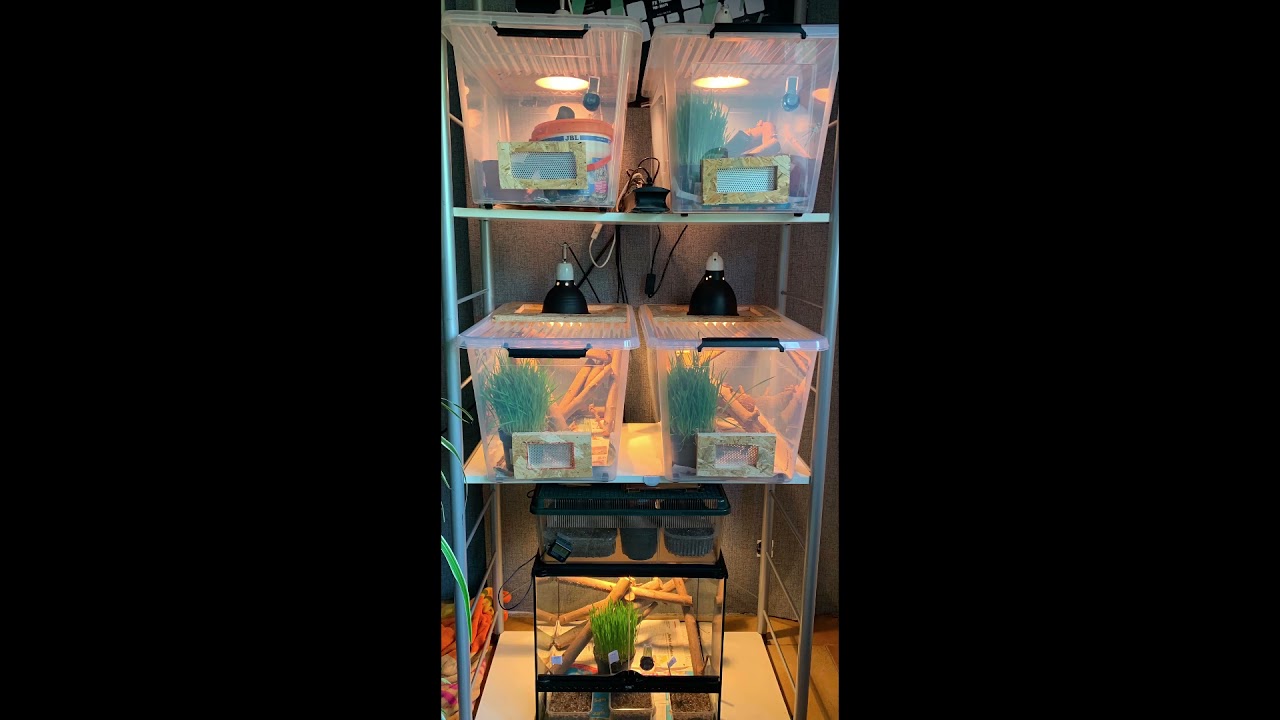 Wanderheuschrecken nachzüchten