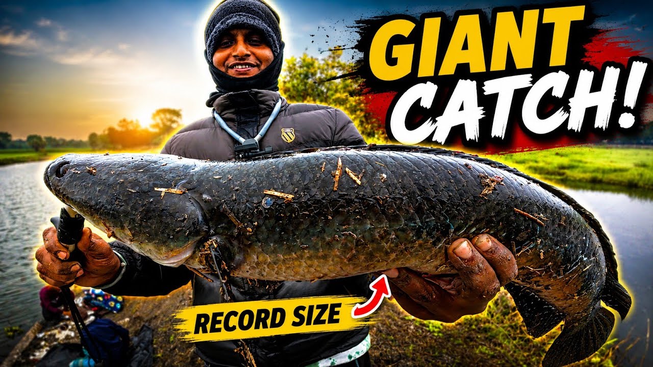 MONSTER SNAKEHEAD CATCH IN WINTER SESSION #snakeheadfishing #VIRAL 