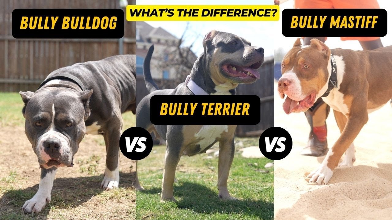 Bully Bulldog vs. Bully Terrier vs. Bully Mastiff (Explained)