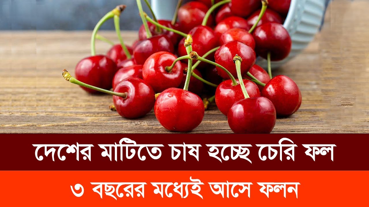 চেরি ফল চাষে ঝুঁকছেন চাষিরা, স্বল্প দামেই মিলছে চারা । Cherry Fruit | Deshi Fruit | Success Story