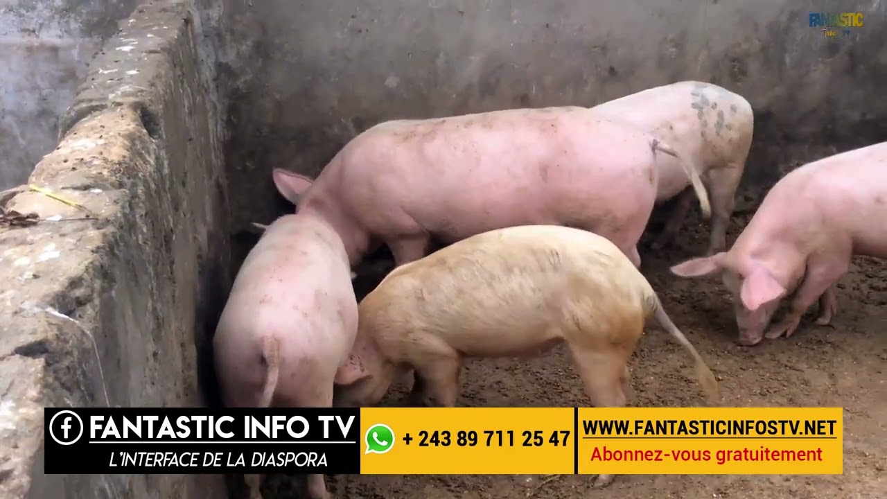 Visite d'une petite porcherie à CECOMAF ( N