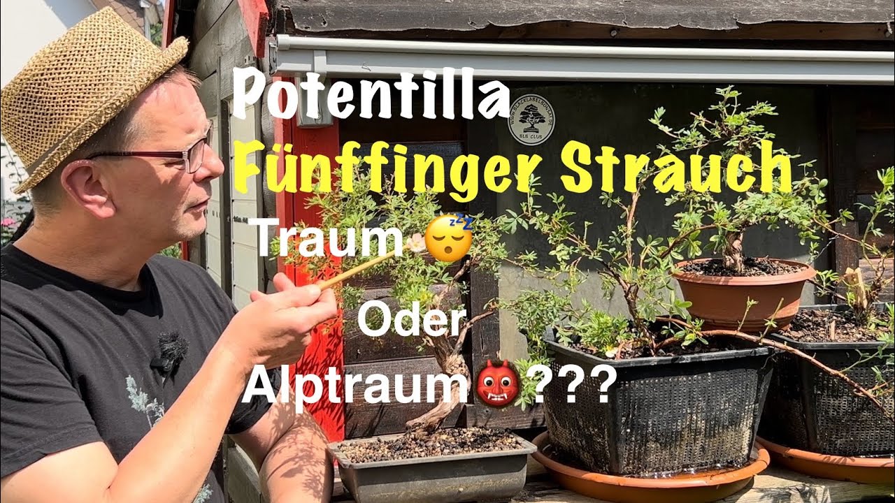 Potentilla(FünffingerStrauch)Traum oderAlptraum???PreBonsai und Rohware/Bonsai oder Kleinholz2025-19