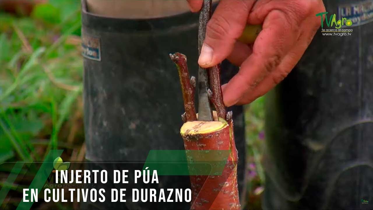 Injerto de púa en cultivos de durazno - TvAgro por Juan Gonzalo Angel Restrepo