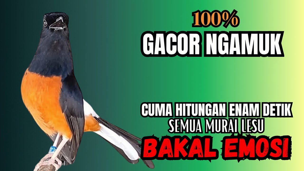PANCINGAN Murai Batu FIGHTER NEMBAK ISIAN KASAR !! Murai batu bengong dengar ini Auto EMOSI NYAUT