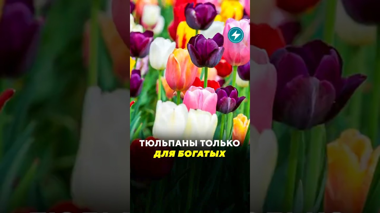 Тюльпаны только для богатых / Новости #тюльпаны #цветы #цены #цены #налоги #регулирование #8марта