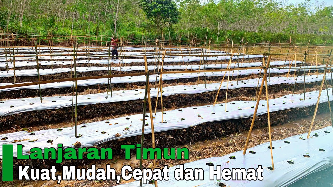 Cara mudah membuat lanjaran timun