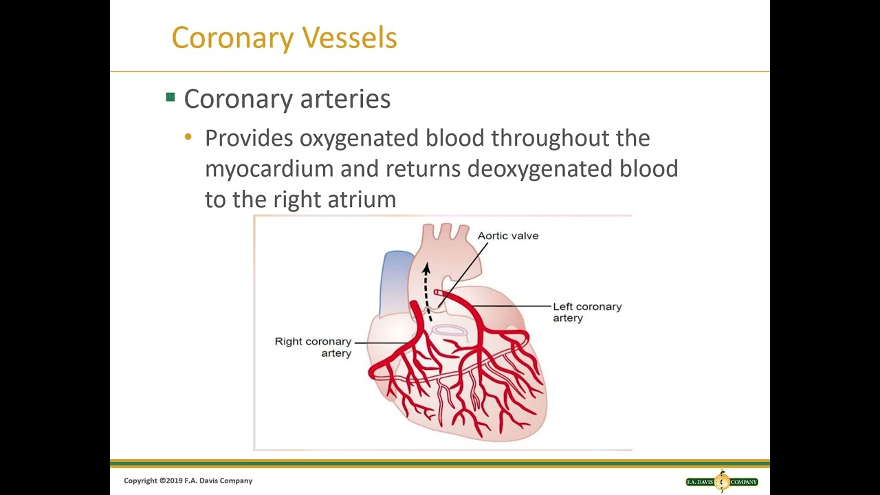 Ch 21 Cardiovas  System Part I VO