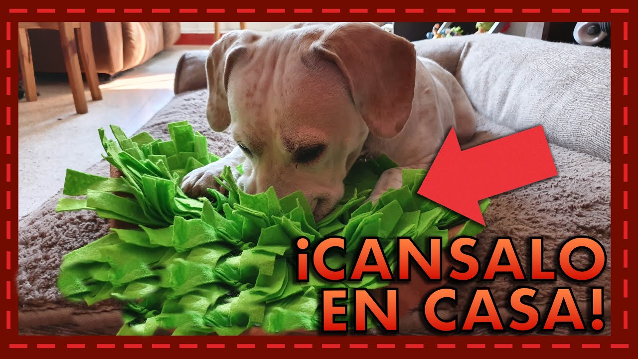 Tapete interactivo para el olfato de los perros 🐶👃🏻