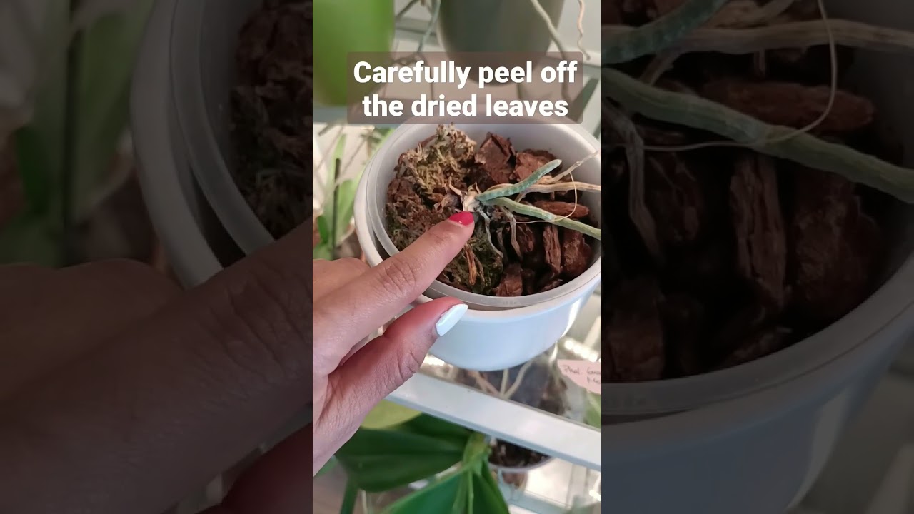 ORCHID with NO LEAVES! Don't throw it away!!! #orchid