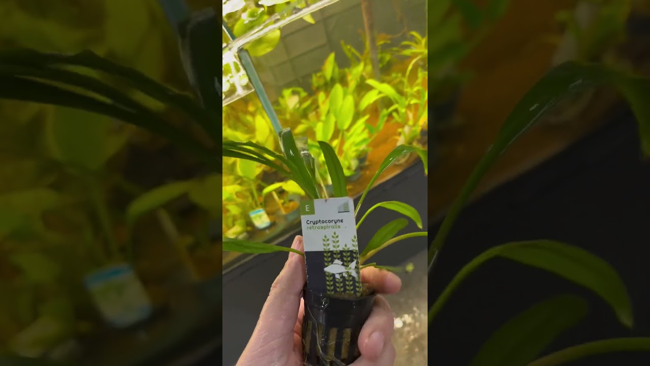 Cryptocoryne Retrospiralis - Aquariumplantenshop
