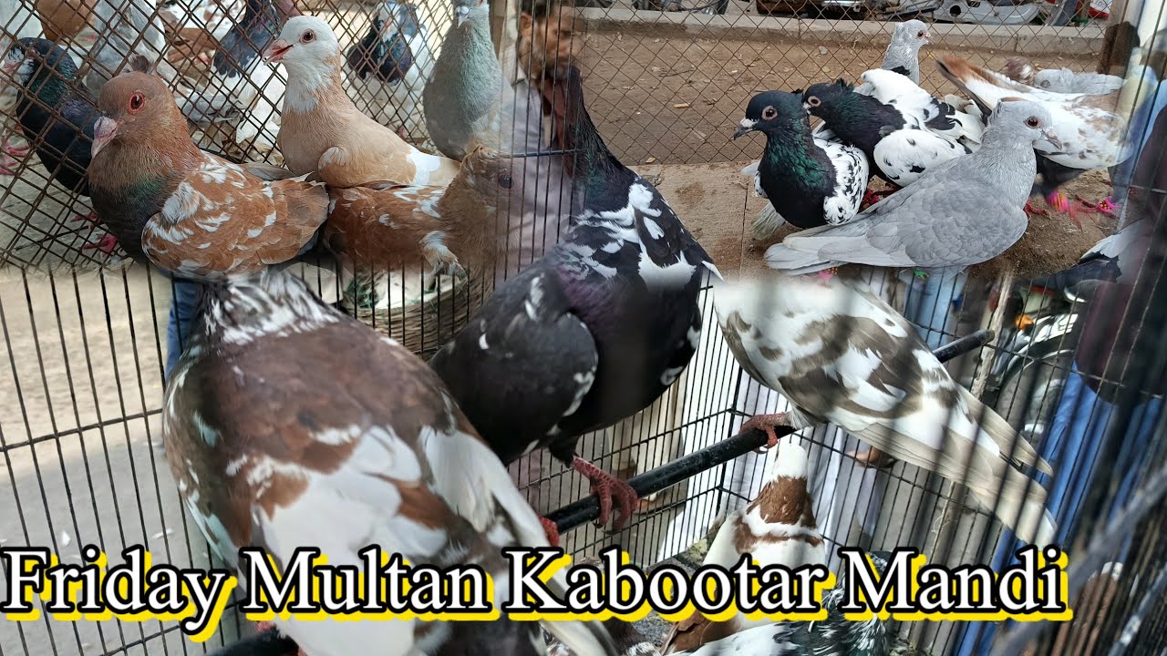 Friday Multan Kabootar Mandi Price Update ❤️ Season start hoty Rush barh gya ❤️||