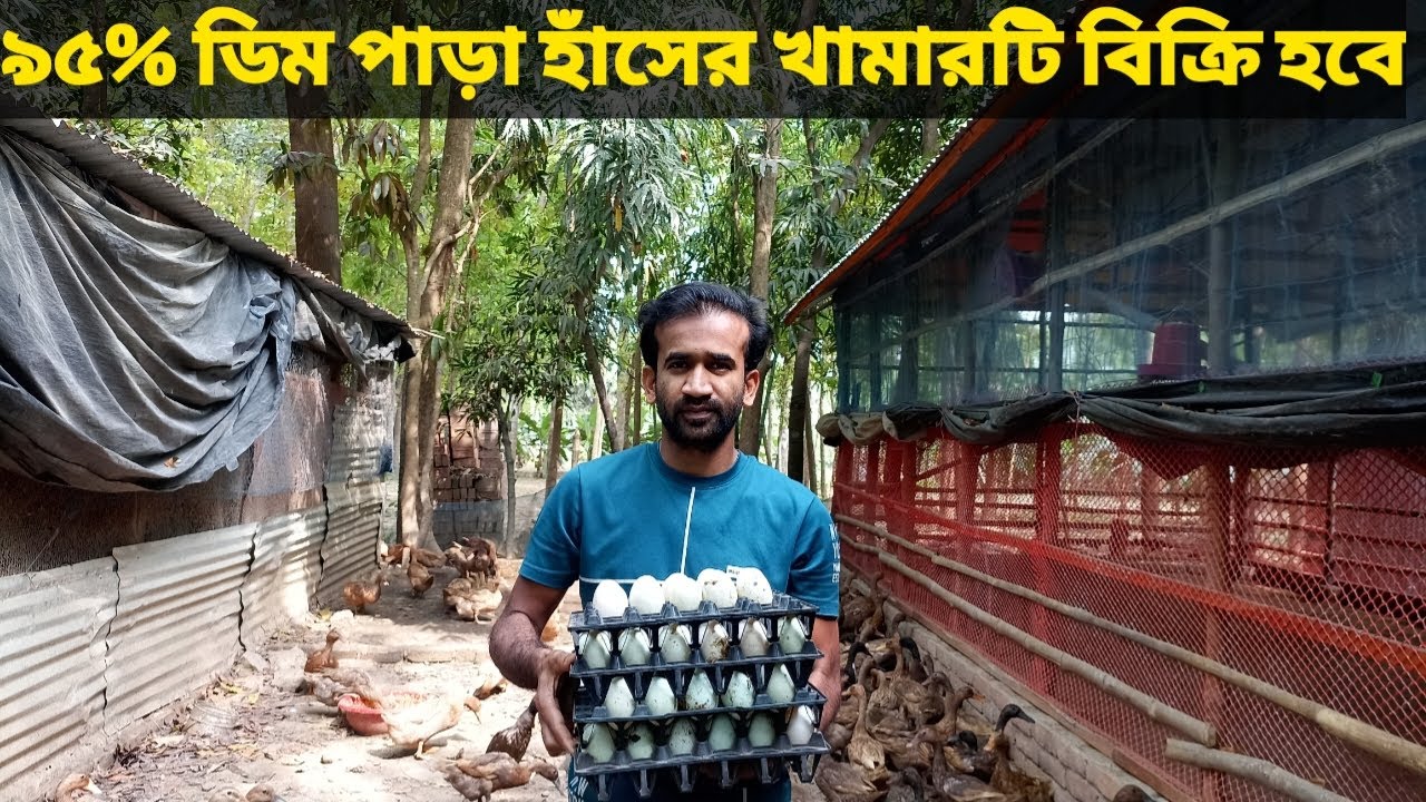 যারা ডিম পাড়া হাঁস দিয়ে খামার করতে চান তারা এই হাঁস গুলি নিতে পারেন। মাগুরা 01754539250 what's app.