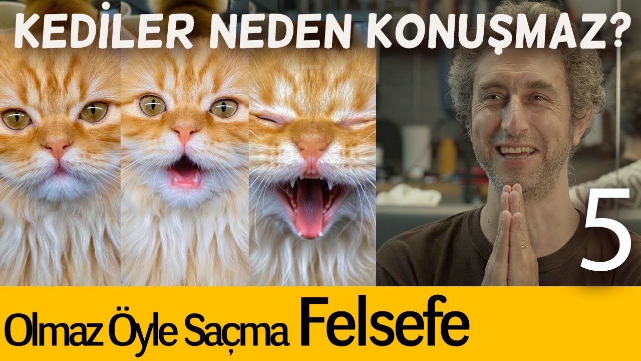 Kediler Neden Konuşmaz? - Olmaz &Ouml;yle Sa&ccedil;ma Felsefe B05