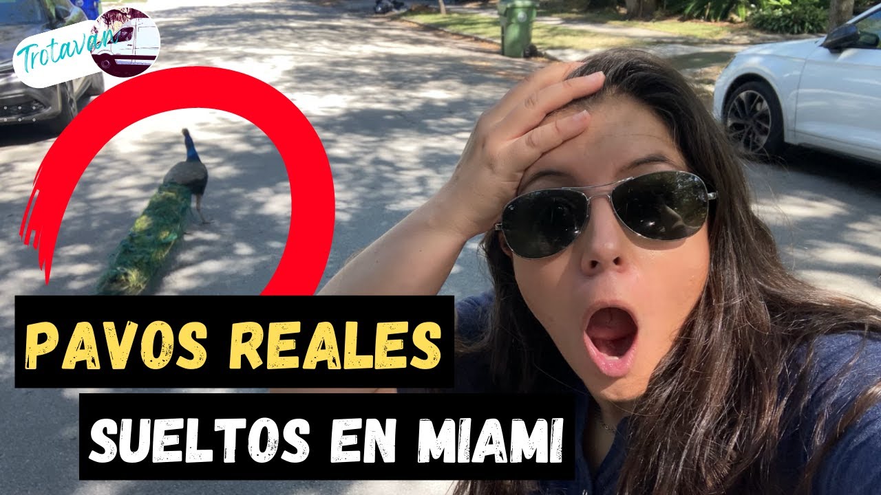 😱 ¿Pavos Reales PLAGA en Florida?