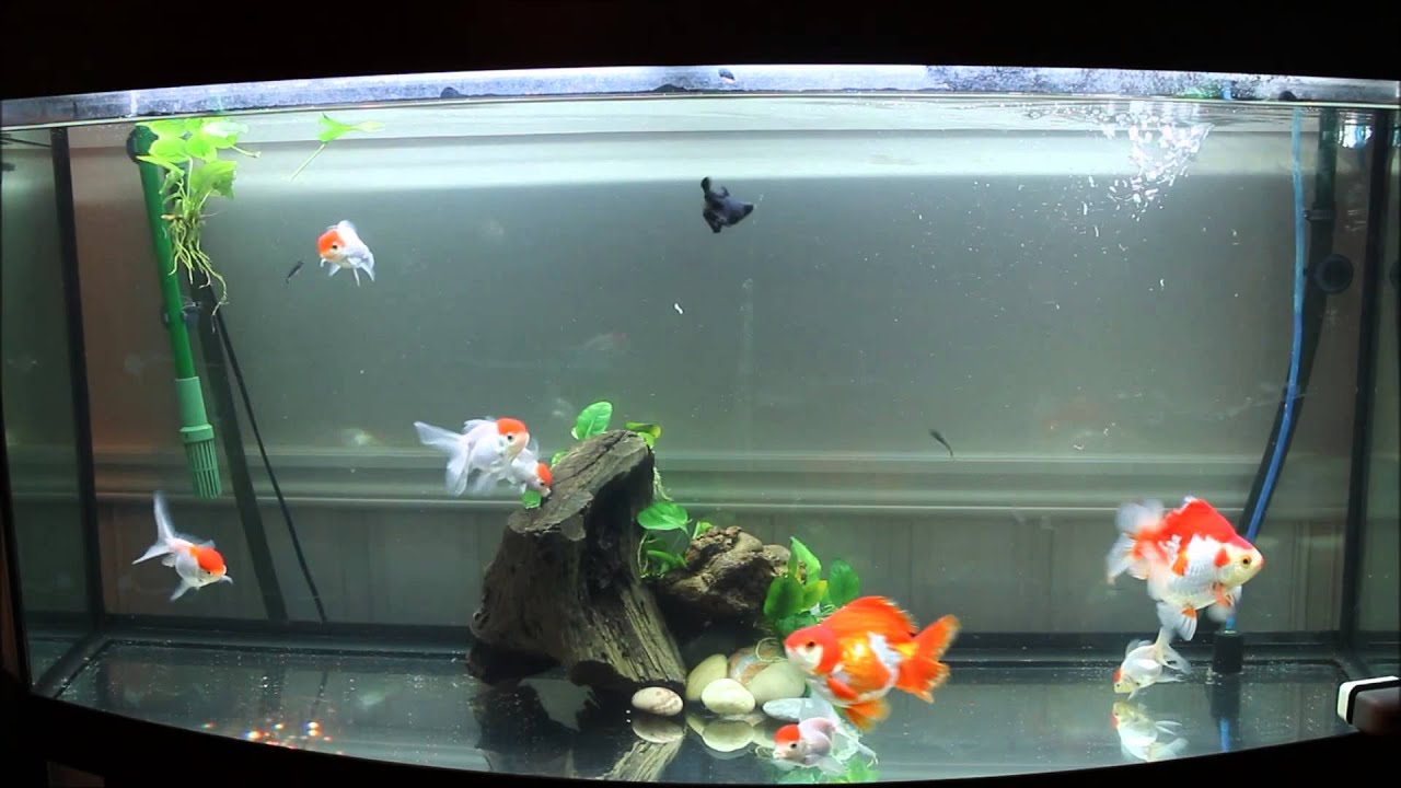 Goldfish aquarium - Redcap goldfish and Ryukin