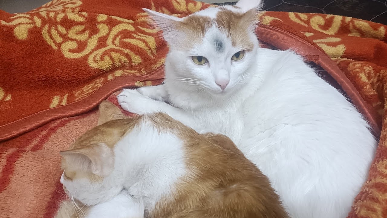 पहाटे ५:३० ला उठून पोरांना मारतो आणि वर तोंड करून खोटं पण बोलून सांगतो हा!