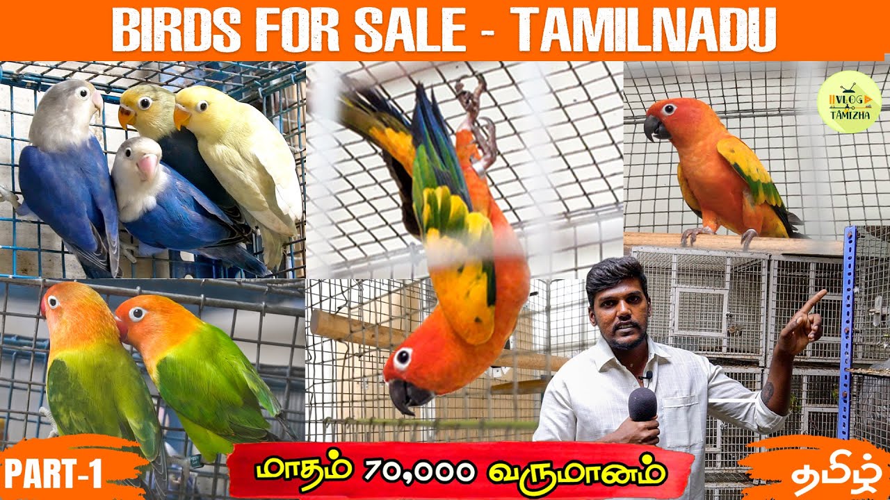 Birds for Sale | Birds Farm in Tamilnadu | Business Ideas Tamil | Love birds | conure | Vlog Tamizha
