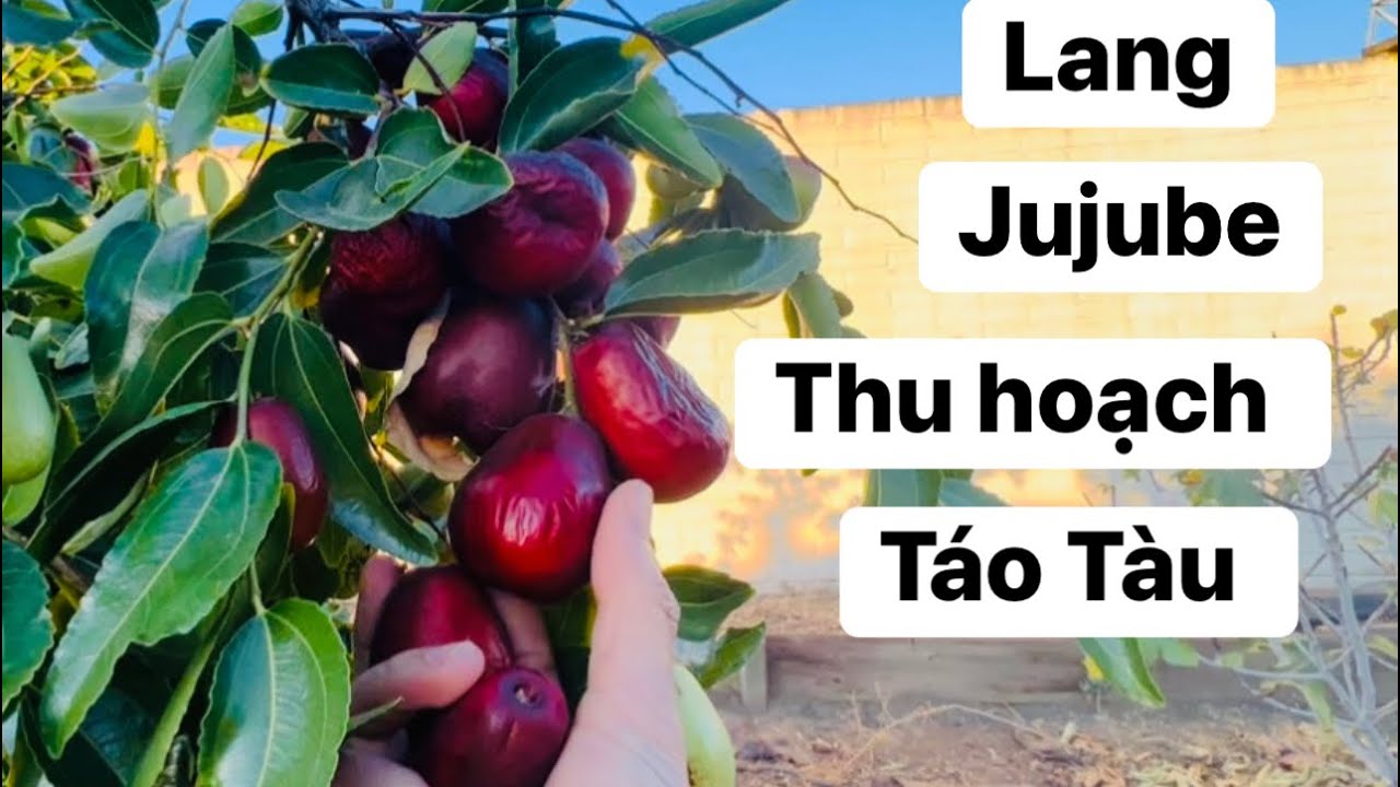 Lang Jujube Thu hoạch Táo Tàu sau vườn#congáibàtô