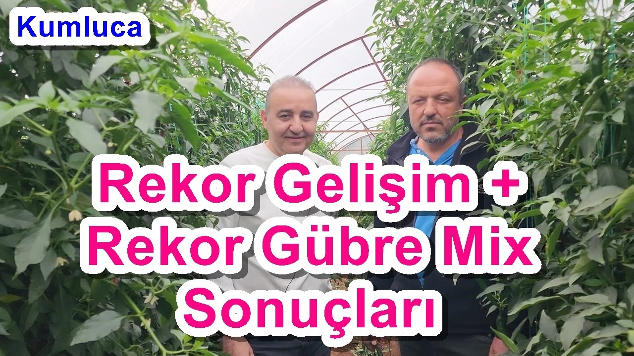 Serada Toprak Hazırlığı + Uzun Süreli Yağıştan Sararmış Seranın Son Hali - Biber Gübreleme