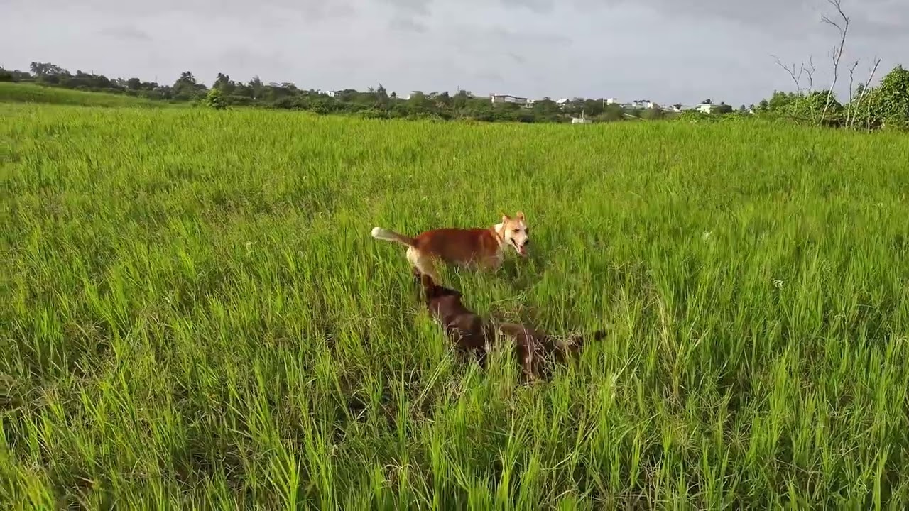 Dogs At Play