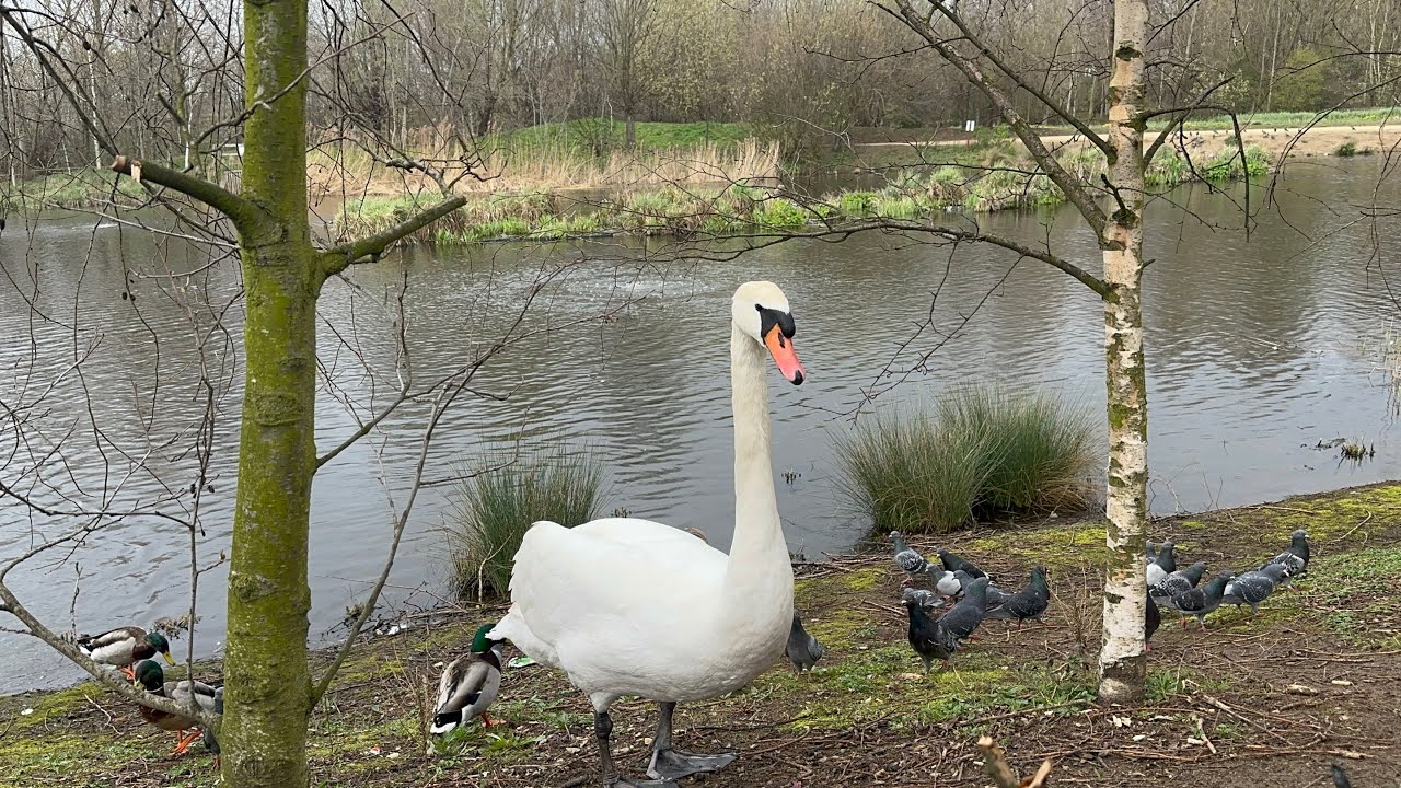 Feeding swans and Canada goose muscle in , a lovely winters day