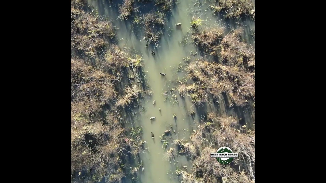 Ducks Galore #ducks #bestbackroad