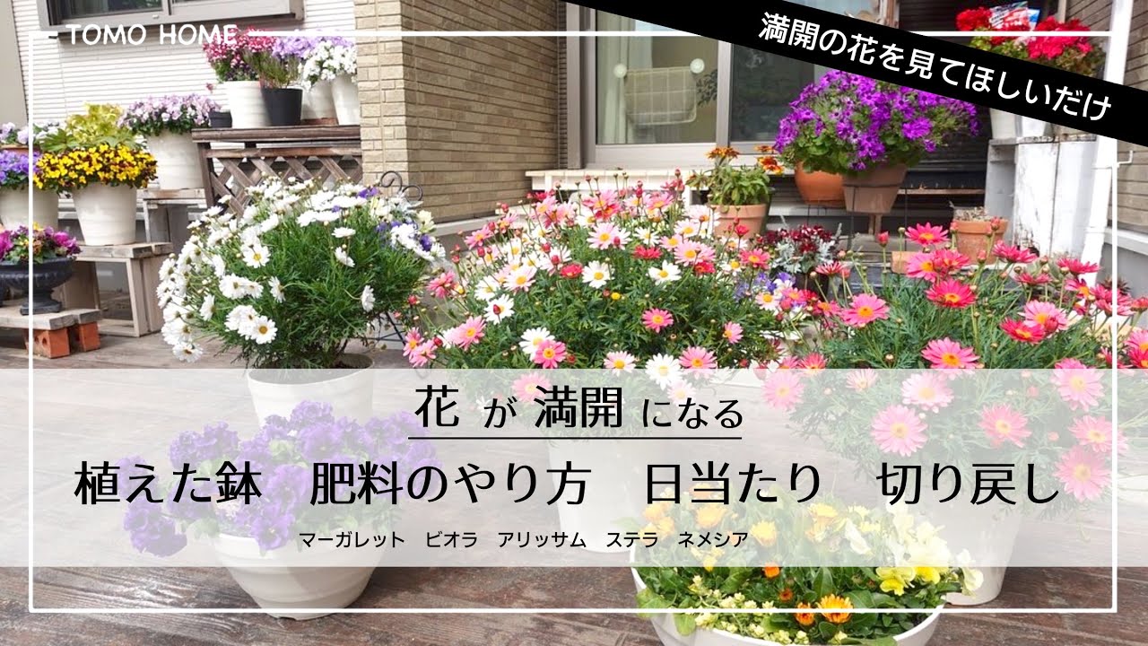 【ピンチするorしない】満開になるまでの育て方・使った鉢の大きさや肥料【マーガレット ビオラなど】