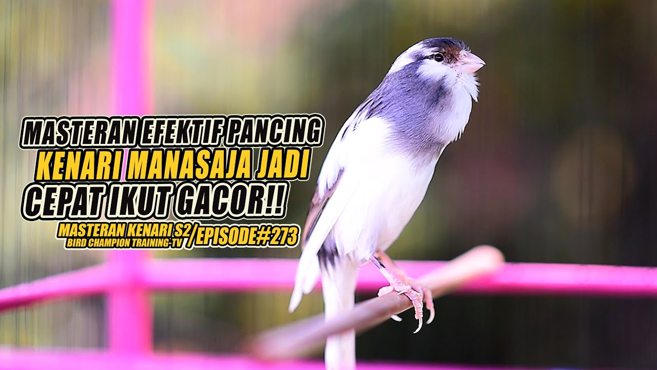 #273 Masteran Suara Burung Kenari Gacor Panjang cuit cuit Ngerol untuk Pancingan Kenari! [S2]