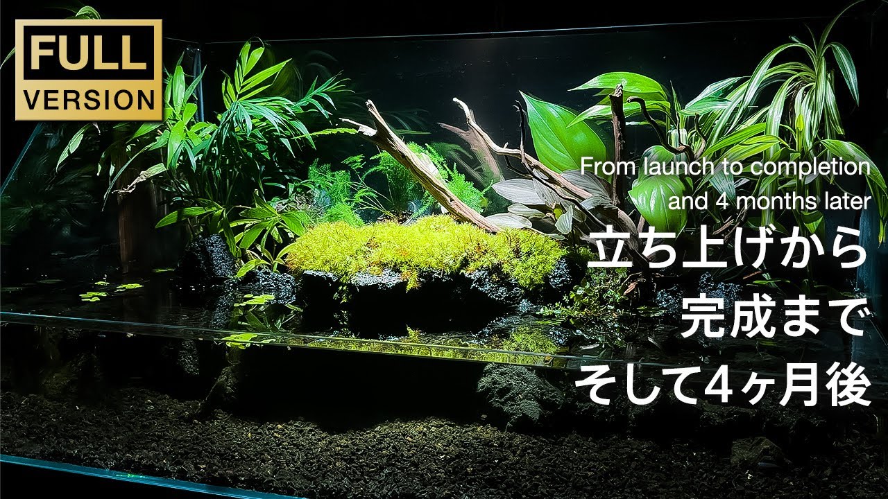 めだかが暮らす小さな水辺を作る。立ち上げから完成までの全工程とその後【アクアリウム】