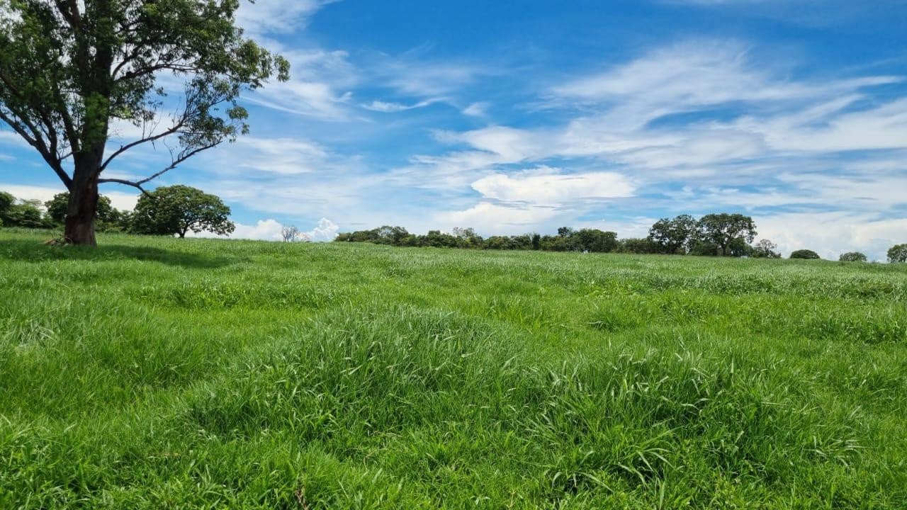 FAZENDA A VENDA EM SÃO FRANCISCO-MG - 251 HECTARES