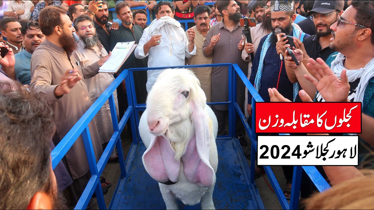 All Pakistan Heavy Weight Kajla Show Lahore 2024