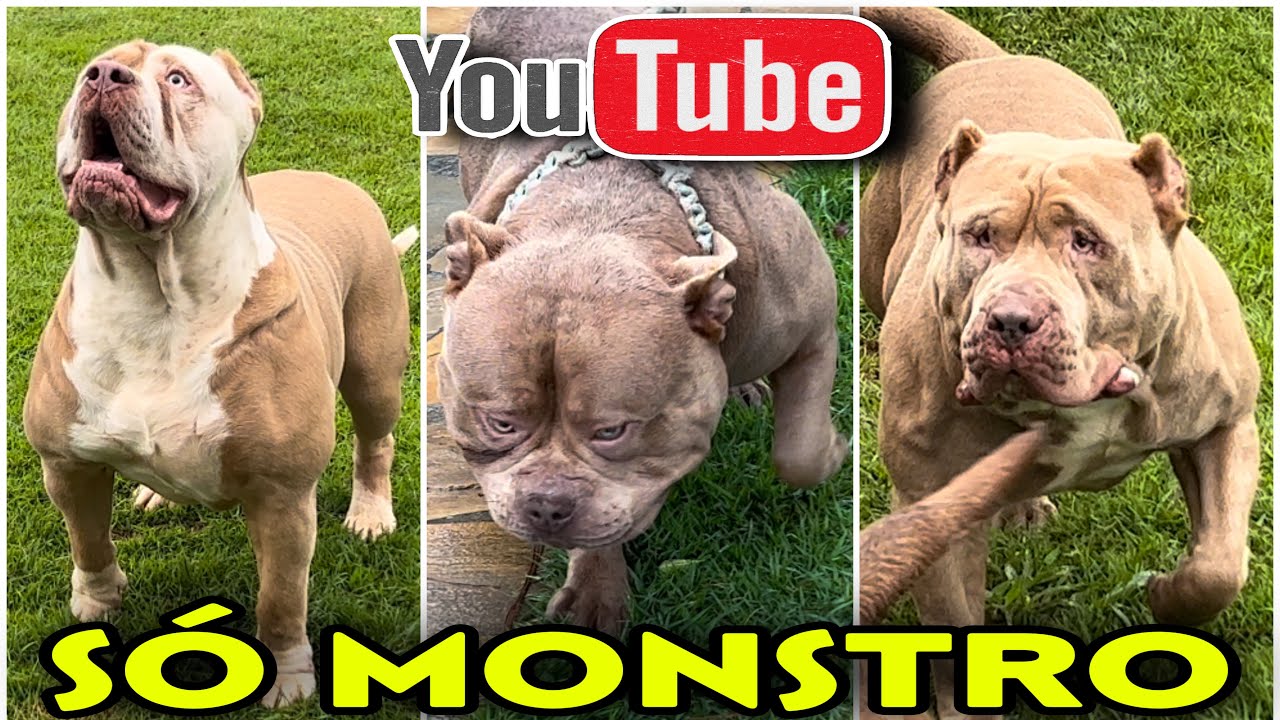 🚂VISITEI O MELHOR CANIL DE PIT MONSTER DE S&Atilde;O PAULO