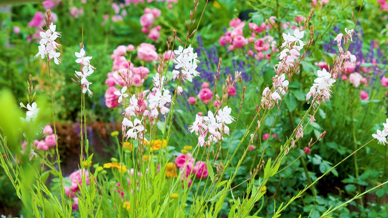 Die Prachtkerze tanzt. Gaura mit Blüten, wie Schmetterlinge.