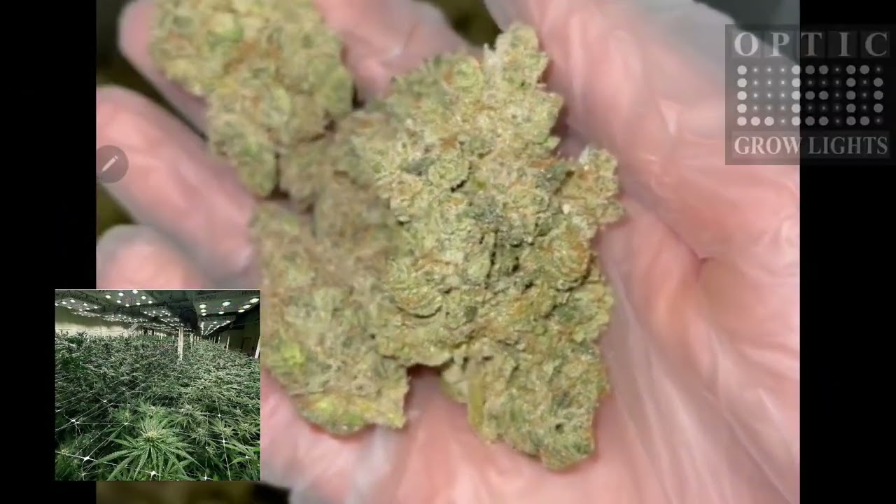 OpticExpress delivery