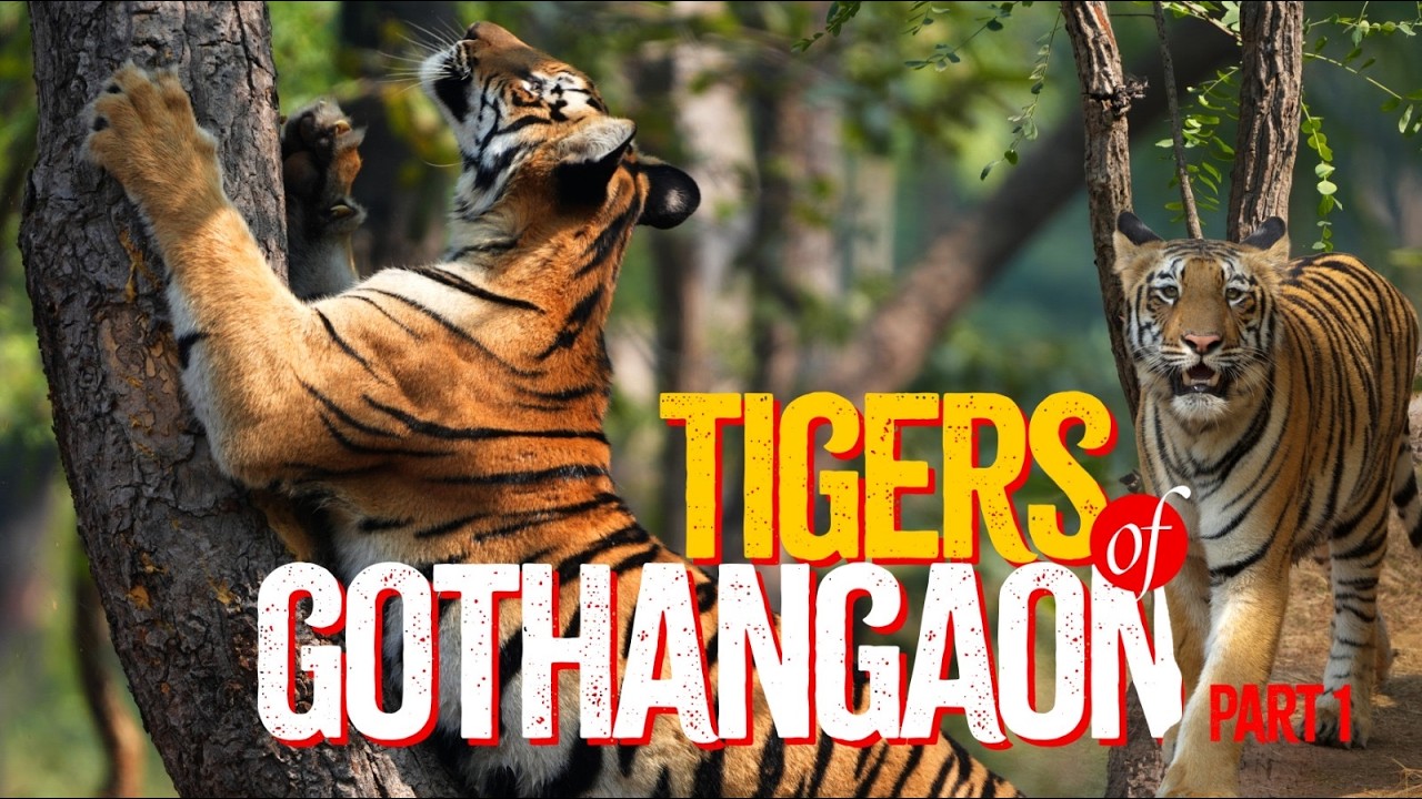 TIGERS Of Gothangaon I Part 1