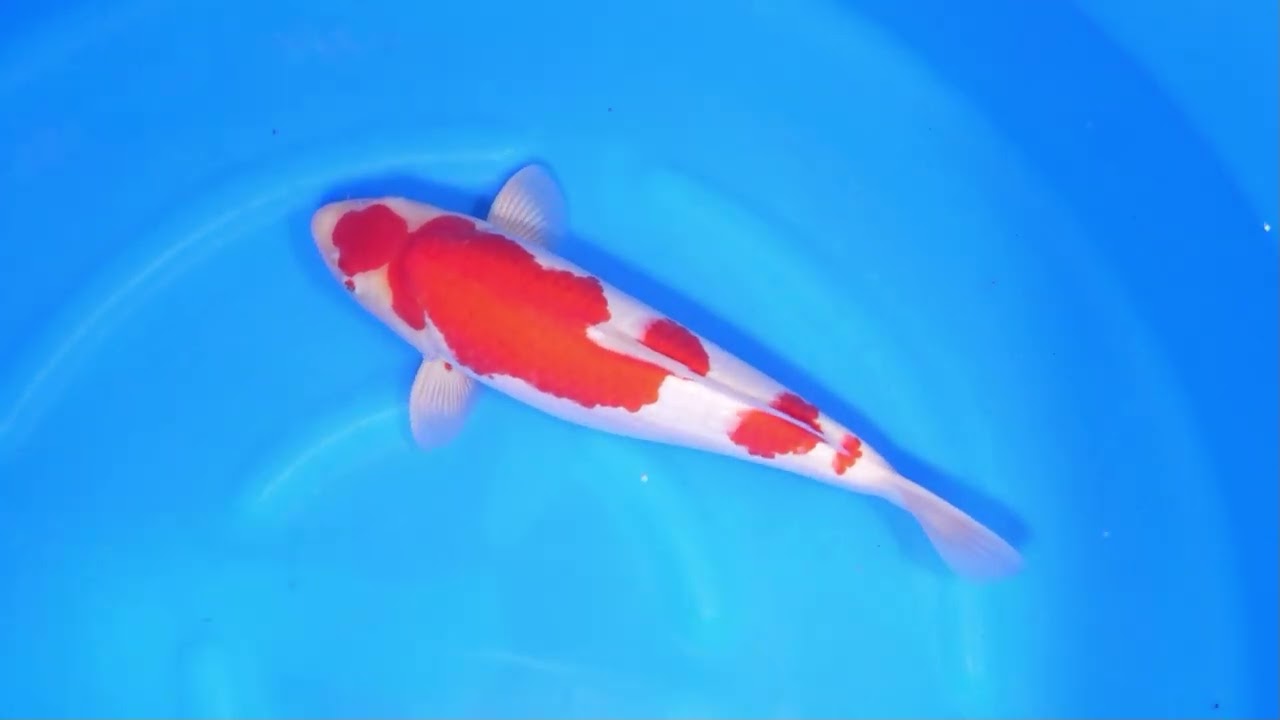 Dainichi, Momotaro ,Sakai and a lot more coming to Bokoi projekt aankopen