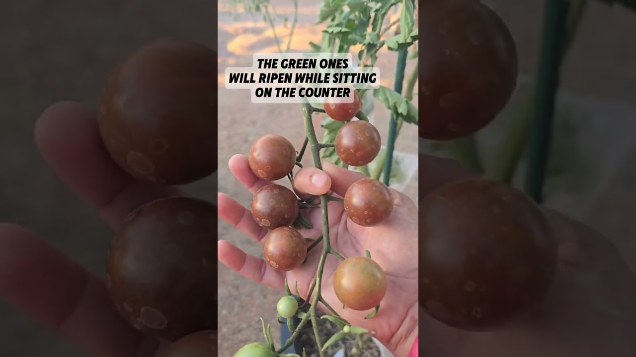 Harvesting #homegardener #garden #vegetablegarden #mesaaz #zone9b #plantsale