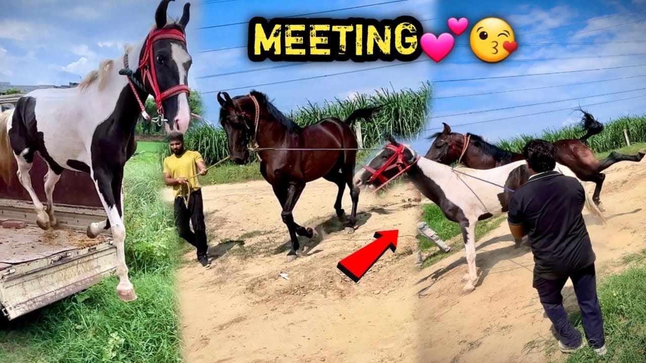 Socha Nhi Tha COMMANDO First Time MARE Se Itne Khaufnak Tarike Se Milega 😨🥵