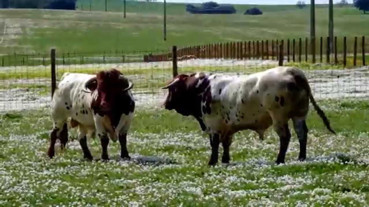 Herdade dos Souséis de Baixo
