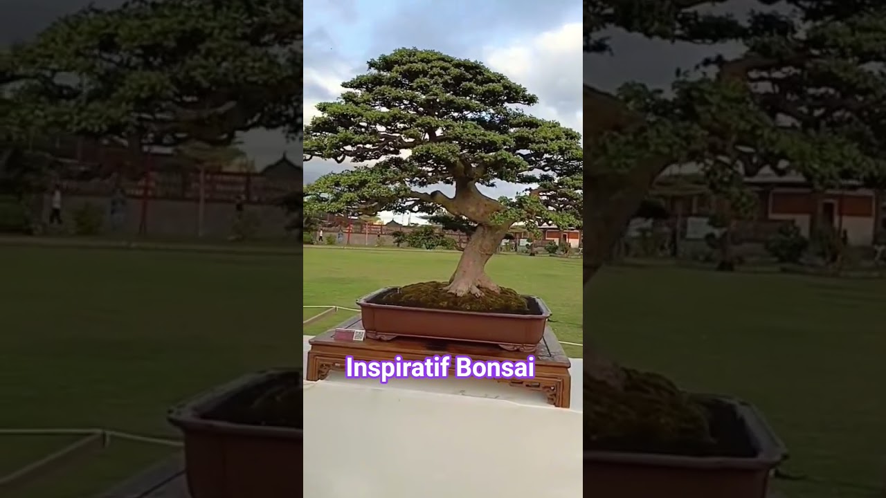 Вдохновляющий бонсай Аспак 2025