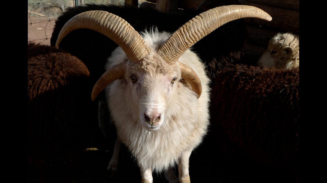 A GIFT FROM TALKING GOD        (The Navajo Sacred Sheep)