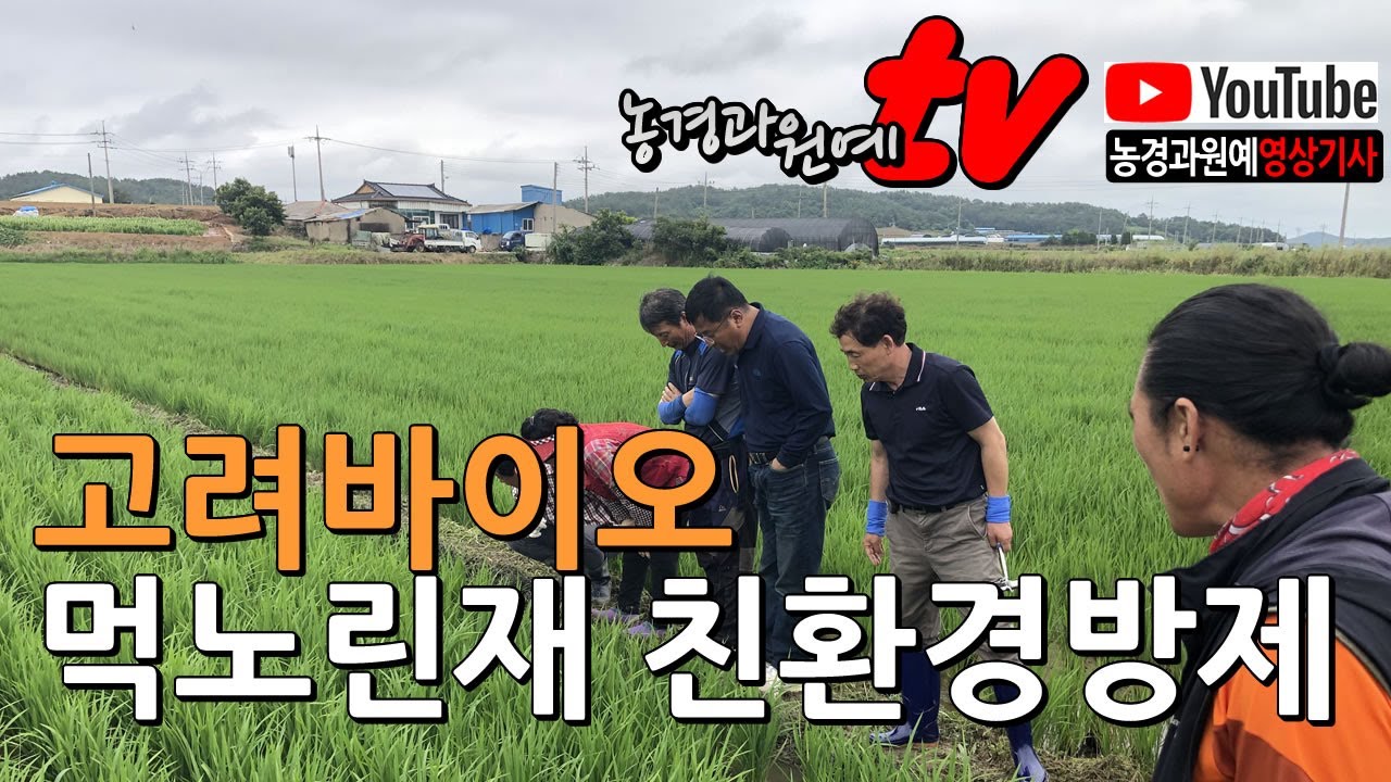 농경과원예/친환경TV - 먹노린재 친환경방제길이 열렸다! 고려바이오(주) &lsquo;먹충이&rsquo; 성공사례