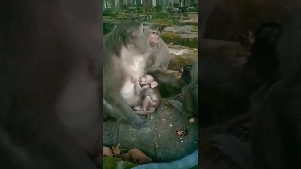 #monkeybaby