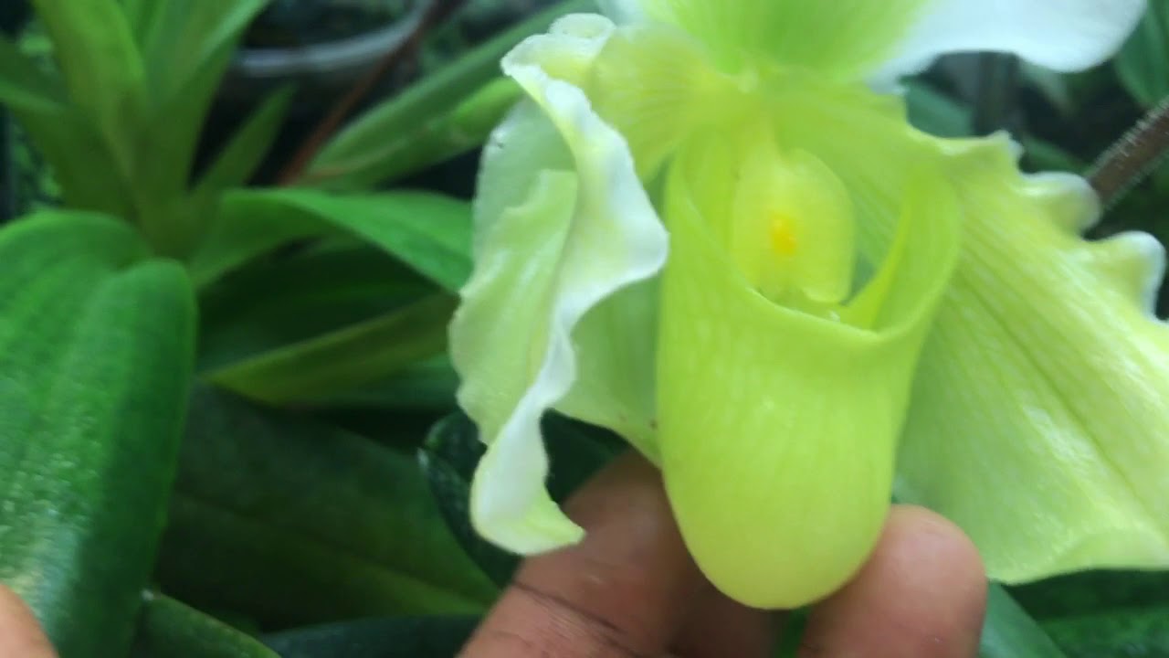 I paphiopedilum di Martino