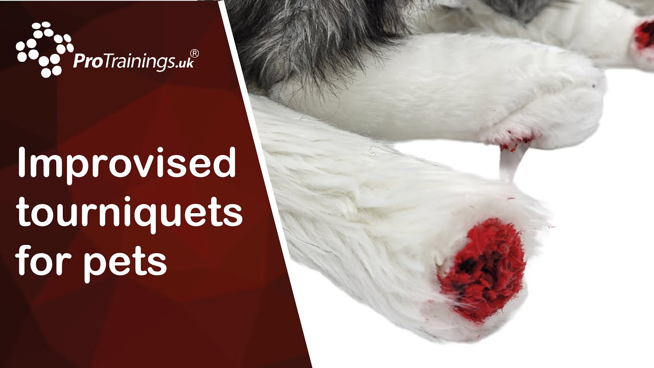 Improvised tourniquets for pets