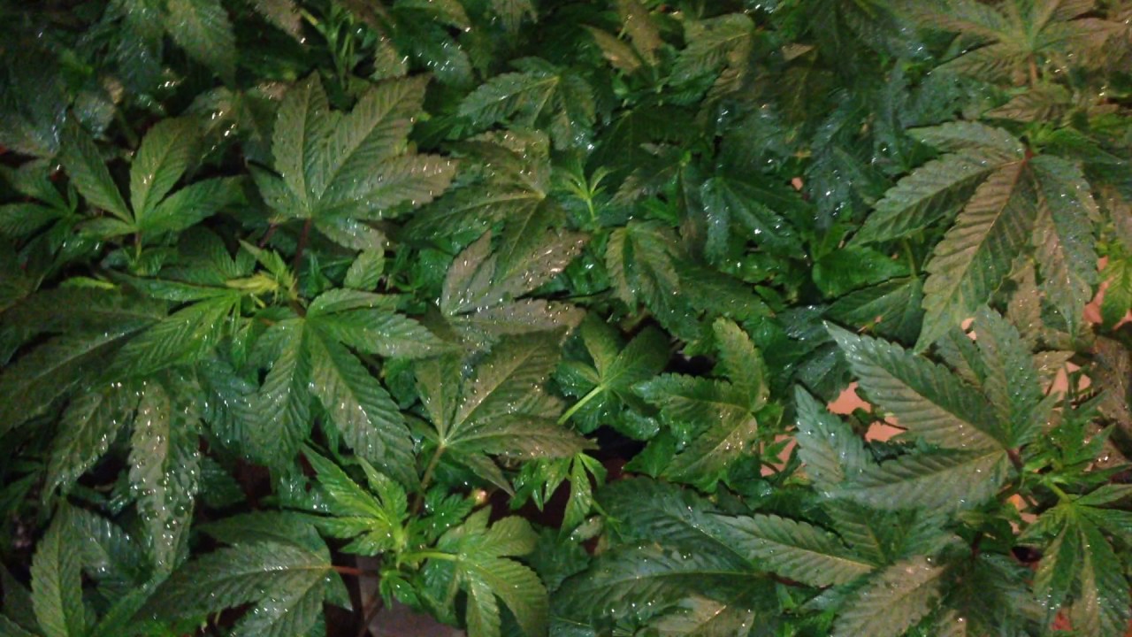 Authentic Girl Scout Cookie (forum cut)